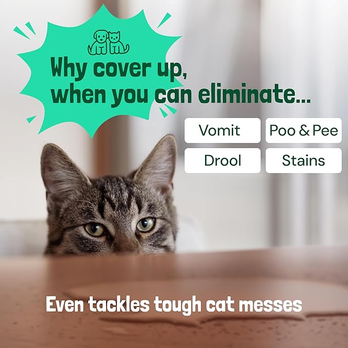 Sunny & Honey Enzyme Cleaner & Stain Remover - 1 gal (128 fl oz), Spring Mint Scent - Pet & Kid Safe Pet Enzyme Cleaner - Heavy Duty Carpet Cleaner Solution