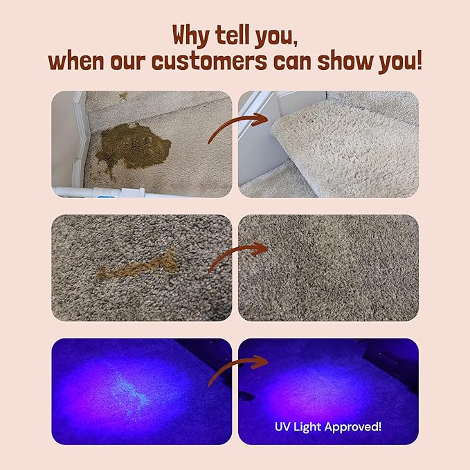 Sunny & Honey Pet Stain & Odor Miracle - 1 Gallon (128 Fl Oz), Fall Spice Scent - Enzyme Cleaner & Urine Odor Eliminator - Biodegradable Carpet Cleaning Solution - Enzymatic Cleaner for Dog Urine